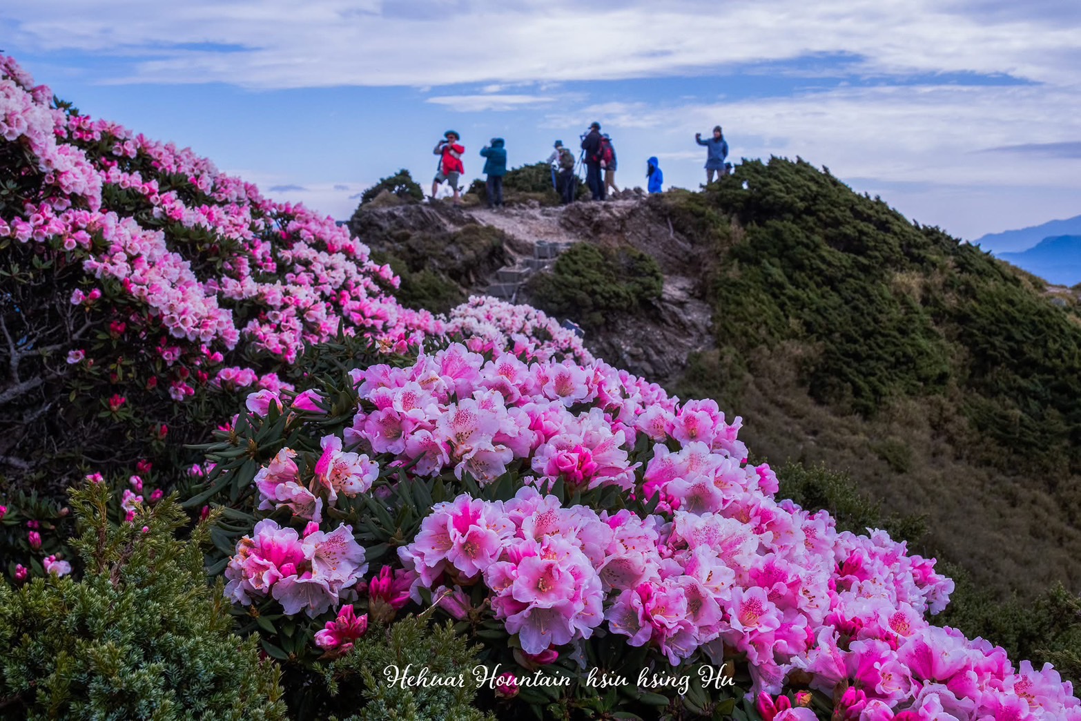 帶媽咪上合歡山　賞花騎馬享饗宴