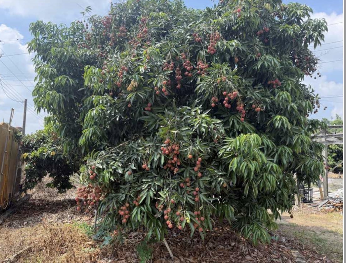 荔枝果王「玉荷包」 　產季正式引爆
