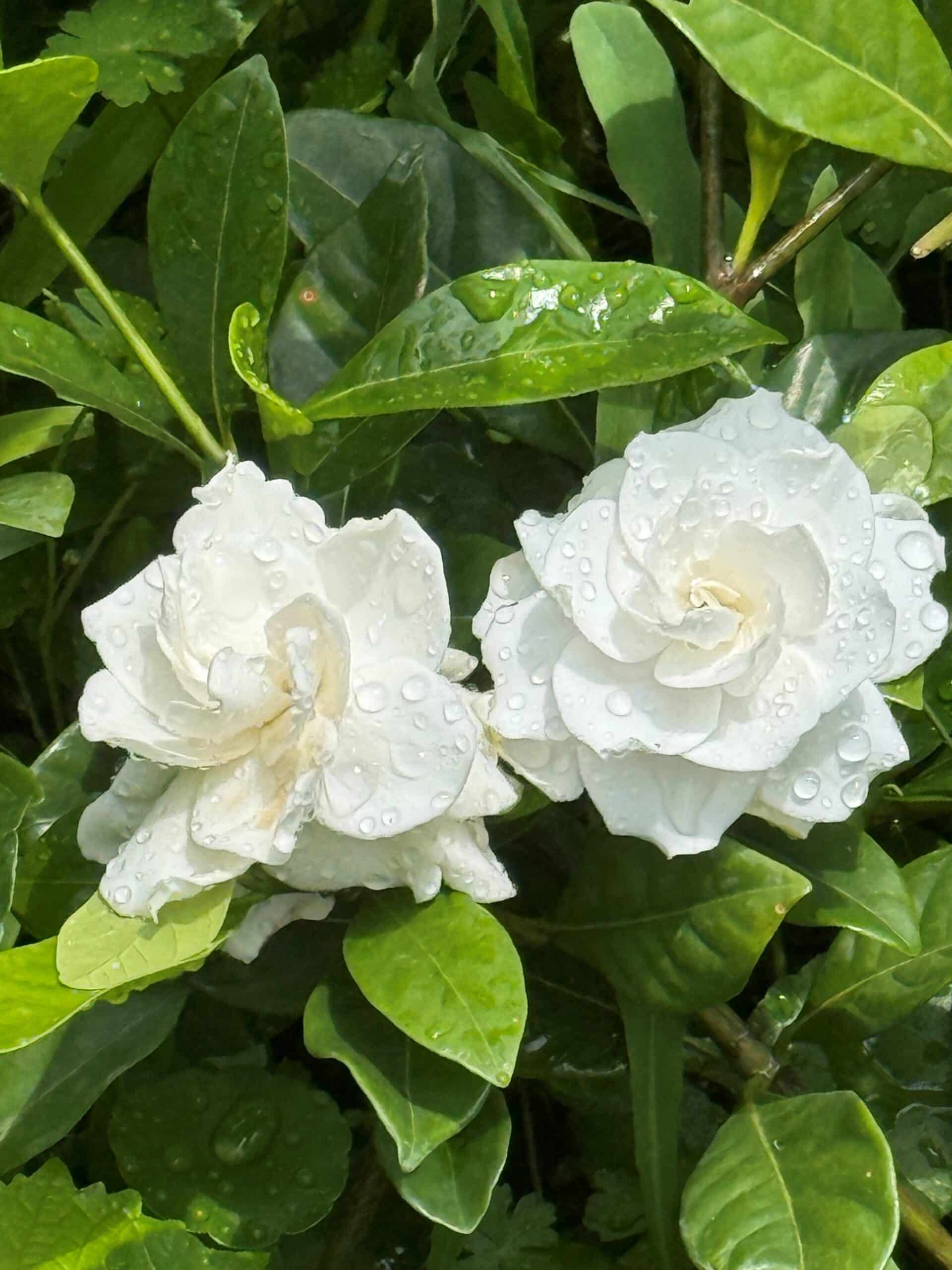 神清氣爽夏日香　圓山園區梔子花綻放無暇白
