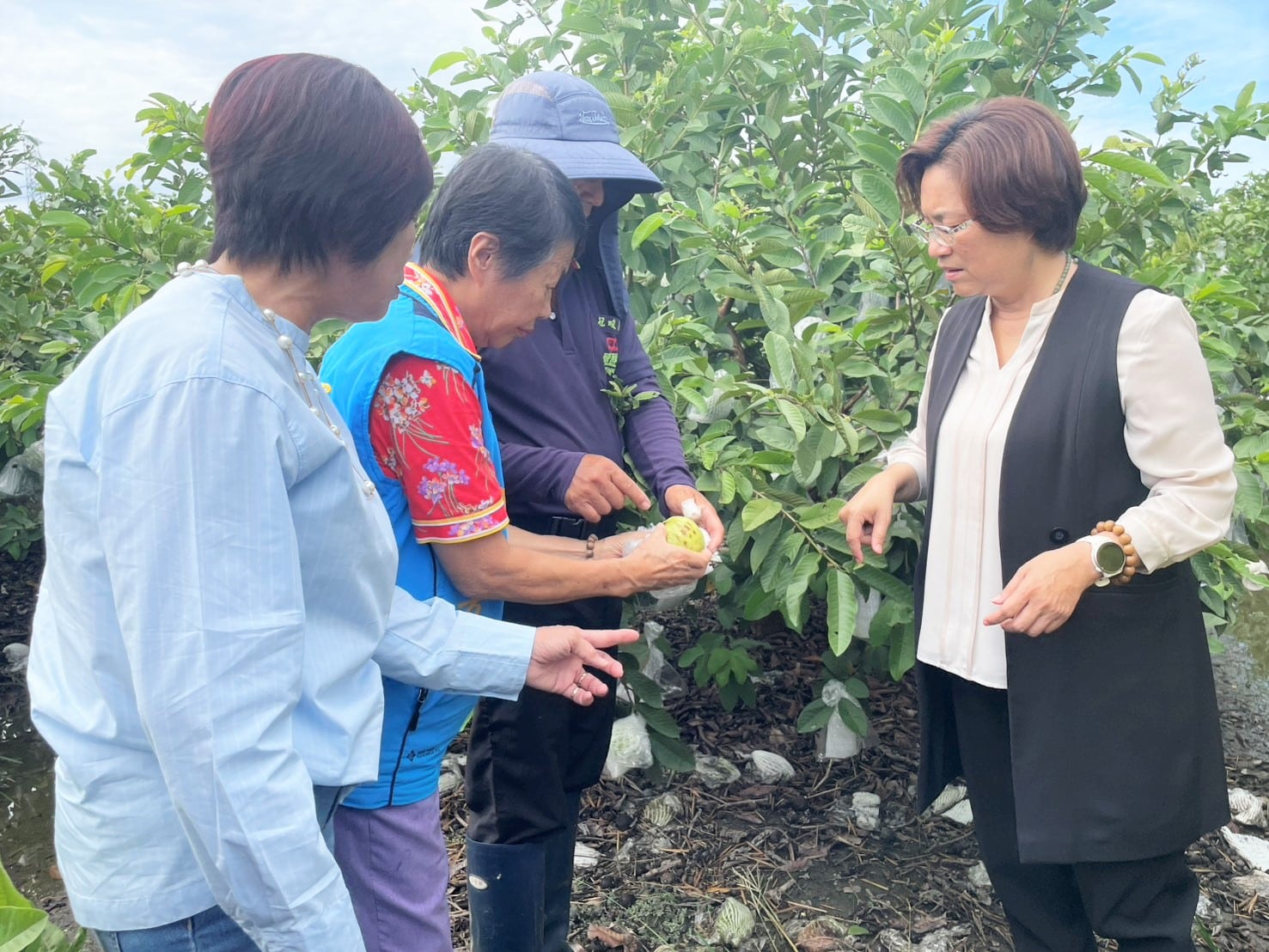 米克拉颱風外圍環流及西南氣流豪雨重創彰化農作！ 縣長王惠美現勘溪州芭樂疾呼中央：其餘未列品項應從寬納入天災現金救助