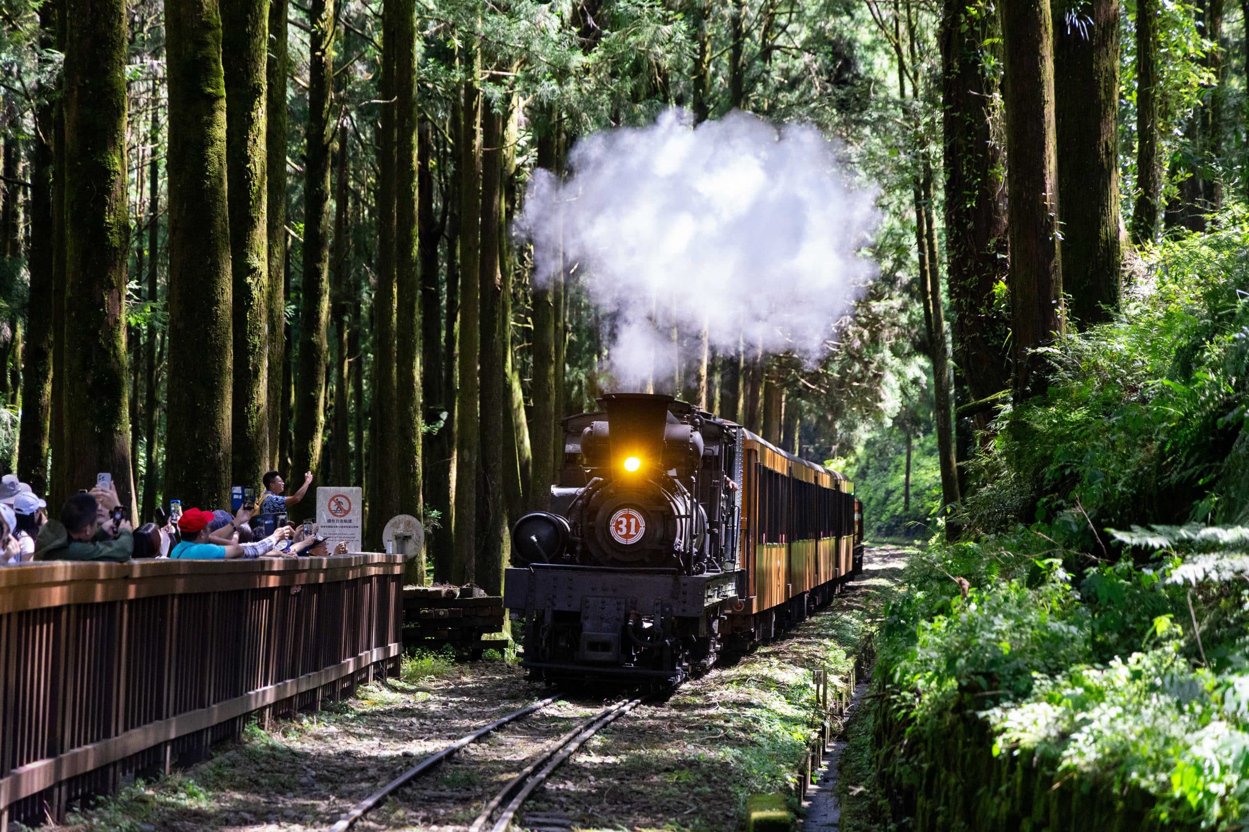暑假限定開跑！阿里山蒸汽火車遊程錯過不再