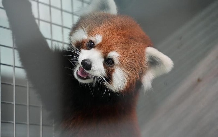 雙城論壇再結碩果　上海動物園小熊貓抵台