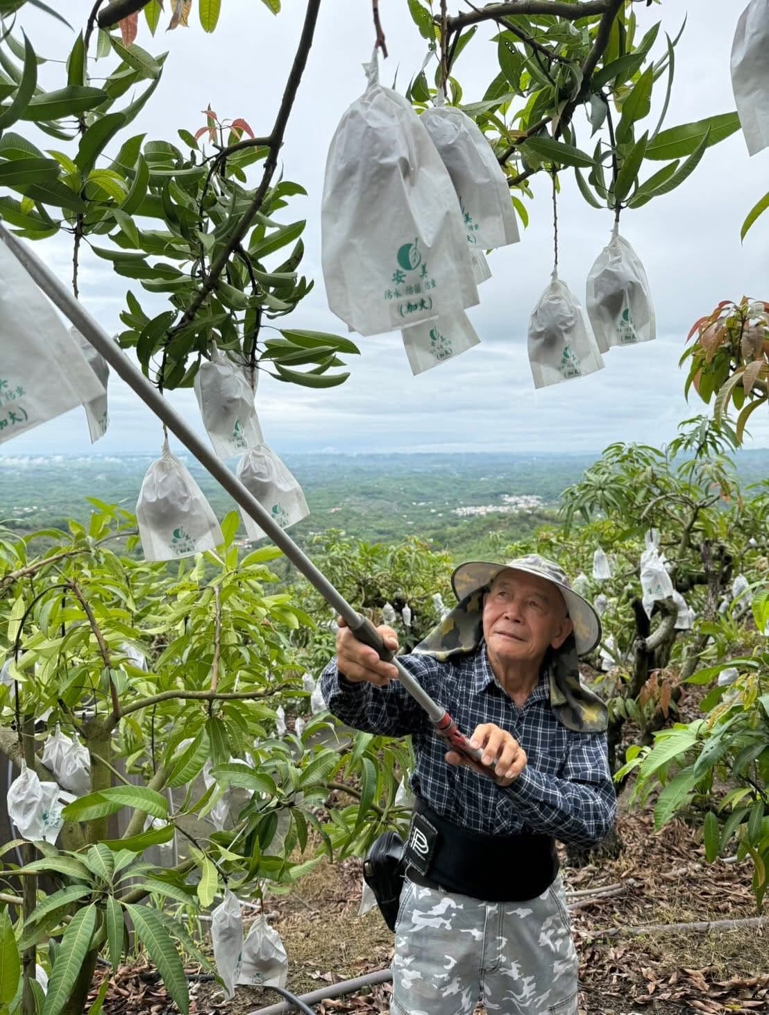 五十年的芒果香　坤伯（林景寮），  一位南化山上的古意果農