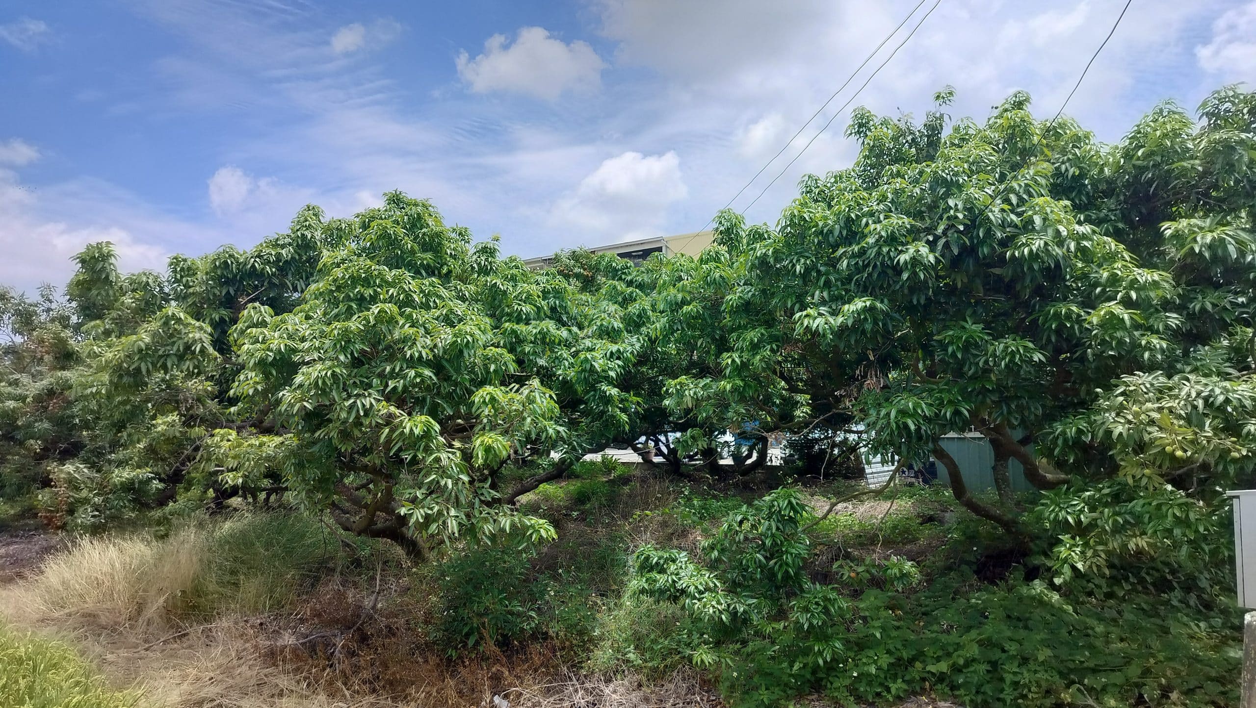 高溫害荔枝減產　嘉義市農損救助最高每公頃補助10萬元