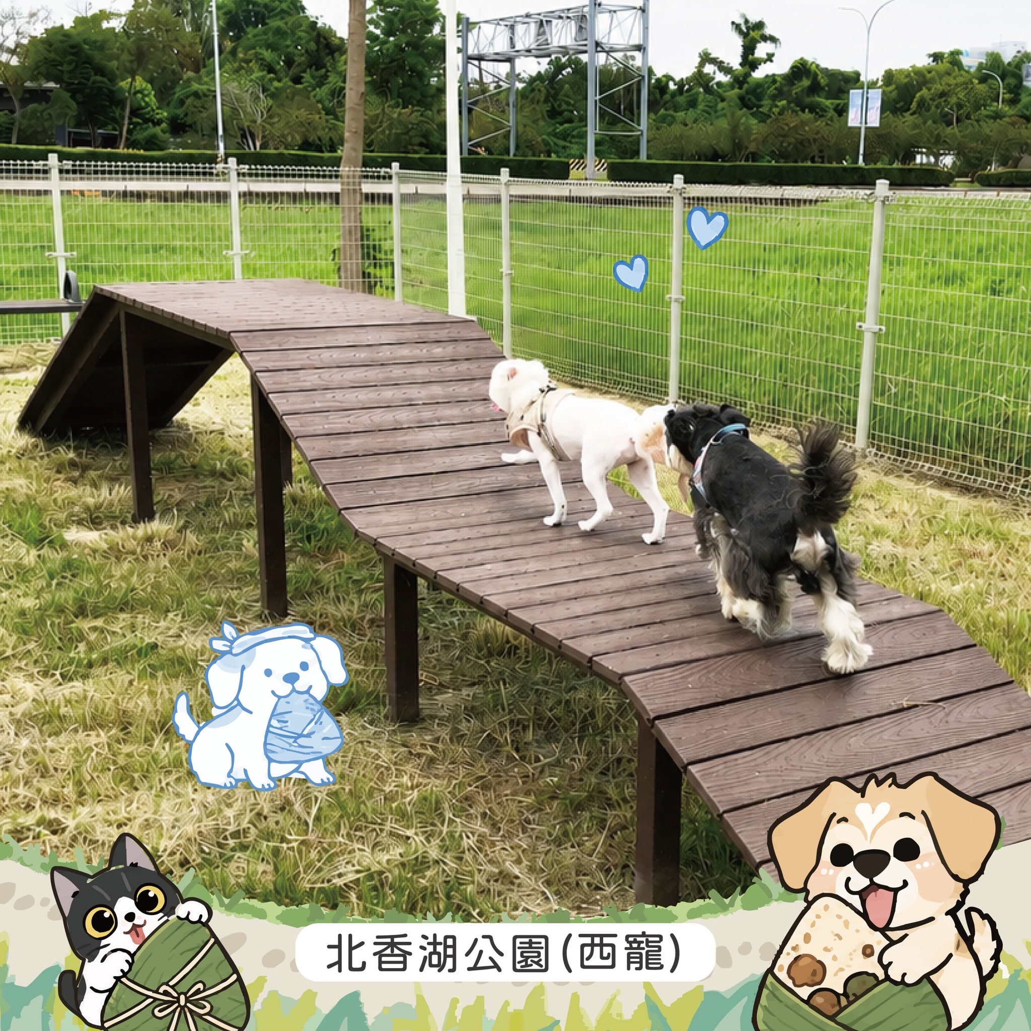 端午連假「放粽」一下！嘉義市寵物公園全面開放　帶毛孩盡情放電