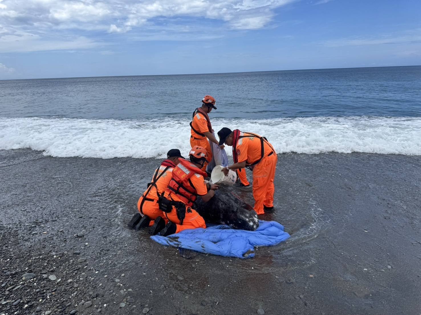 屏東旭海發現活體花紋海豚擱淺 MARN啟動救援機制持續處置中 屏東旭海發現活體花紋海豚擱淺 MARN啟動救援機制持續處置中