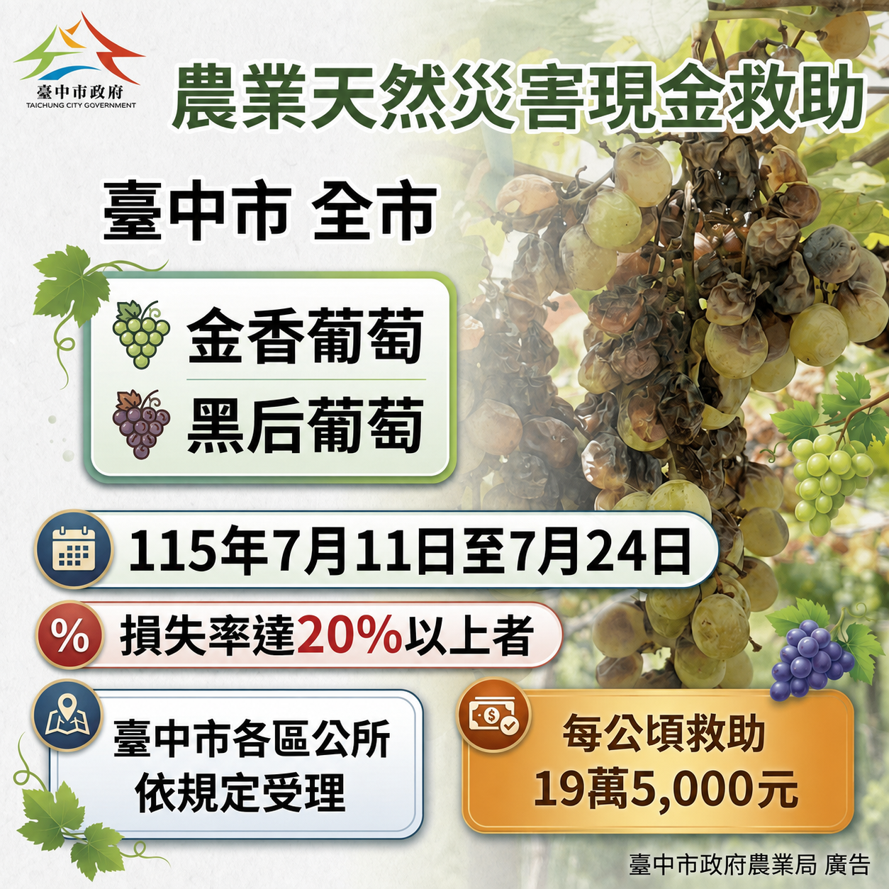 中市金香葡萄及黑后葡萄災損　 7/24前可申請現金救助