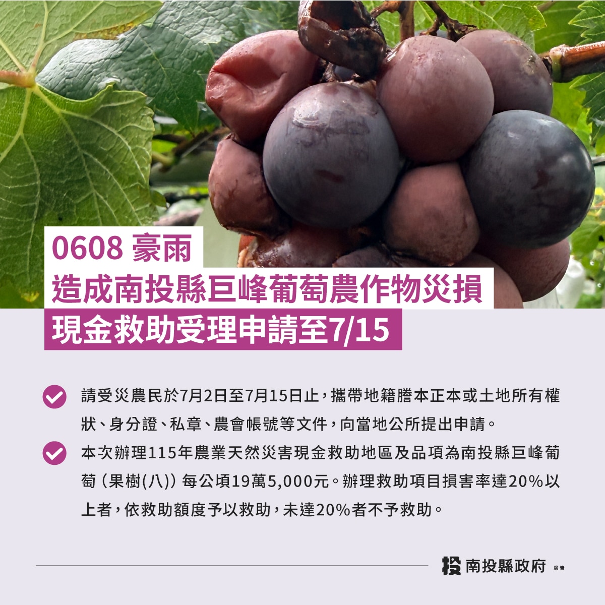 0608豪雨造成南投縣巨峰葡萄農作物災損　農業部同意辦理現金救助
