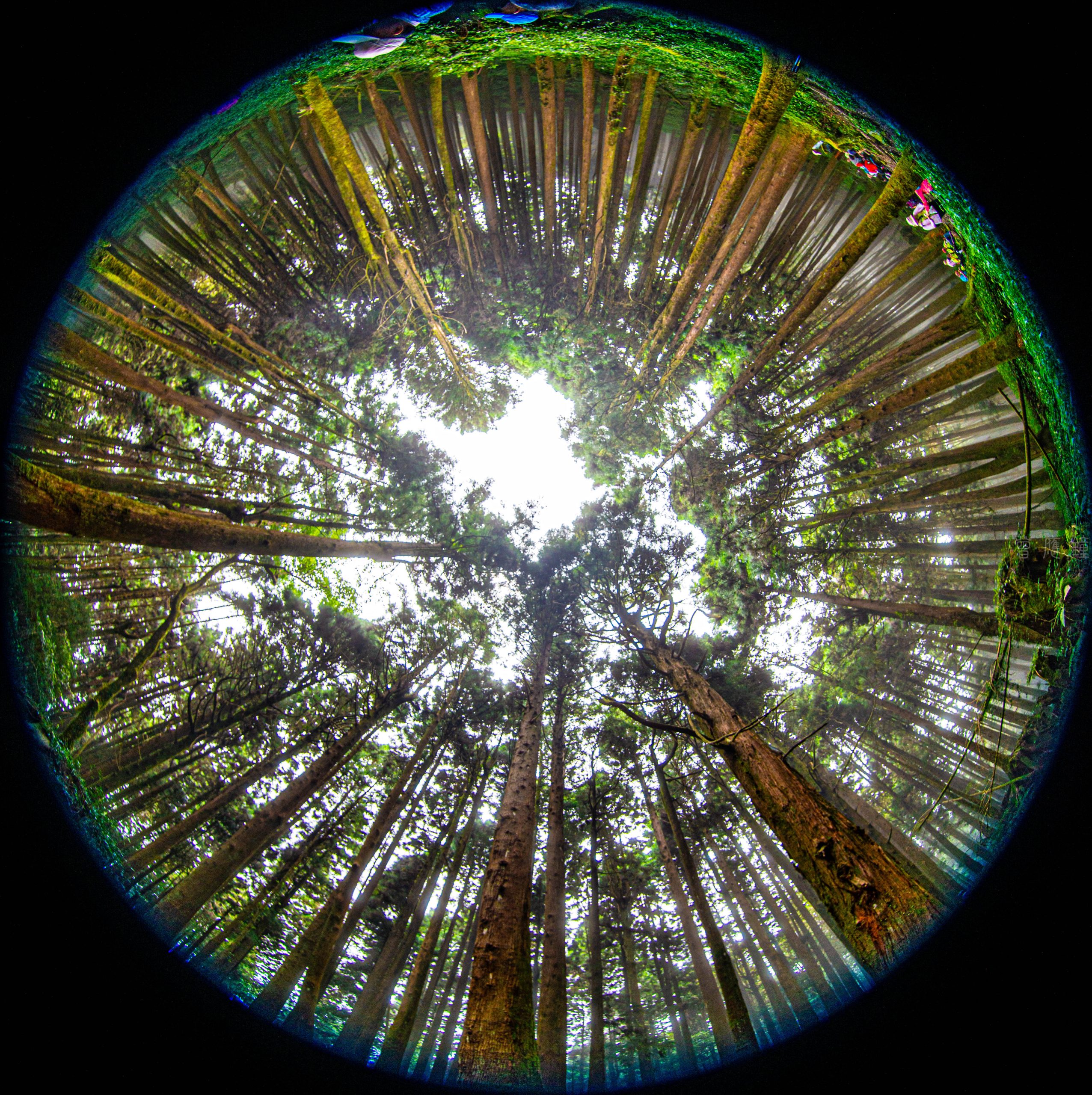 紅檜、扁柏斫盡時 柳杉、樹頭憶風華 紅檜、扁柏斫盡時 柳杉、樹頭憶風華