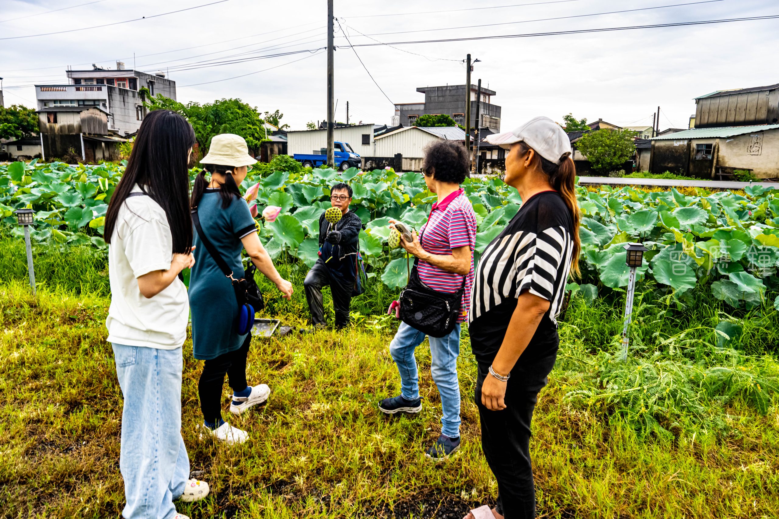 蓮子產期過 期待藕粉收 蓮子產期過 期待藕粉收