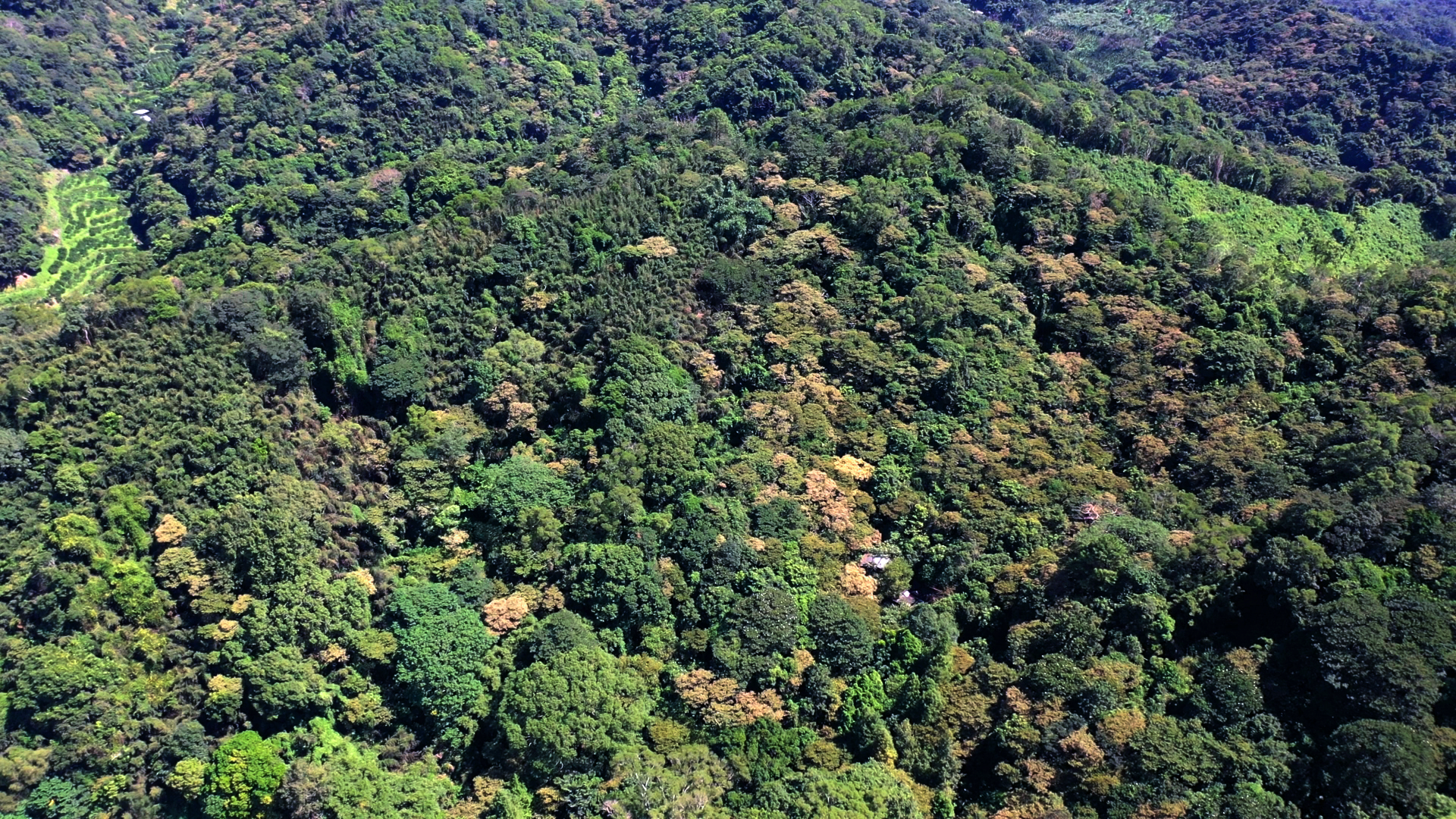10年守護，綠意在山谷綻放 自然谷環境信託基地公布第二次動植物大調查成果