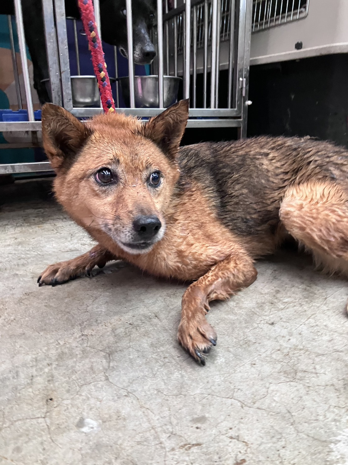 獨居長者辭世留下13犬 其中一隻守候在主人旁 新北動保處協助安置 籲飼主及早規劃寵物未來 獨居長者辭世留下13犬 其中一隻守候在主人旁 新北動保處協助安置 籲飼主及早規劃寵物未來