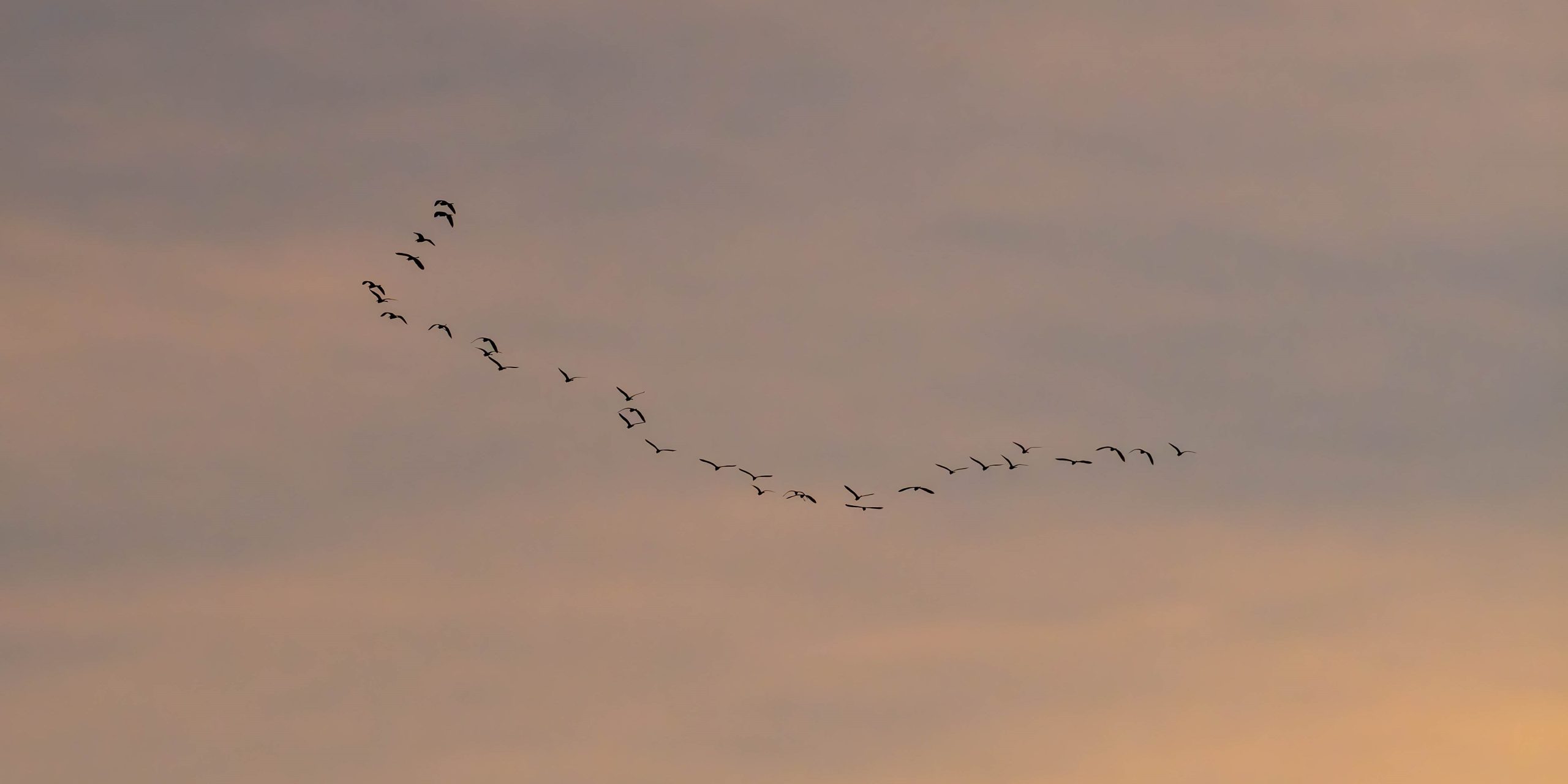 眾鳥鵝湖當牠家　平添湖影增閱歷