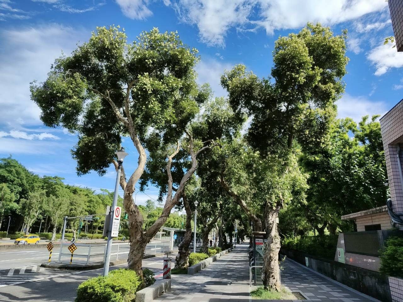 新生南路白千層盛秋花期 白色花簇點綴「臺北天堂路」 新生南路白千層盛秋花期 白色花簇點綴「臺北天堂路」