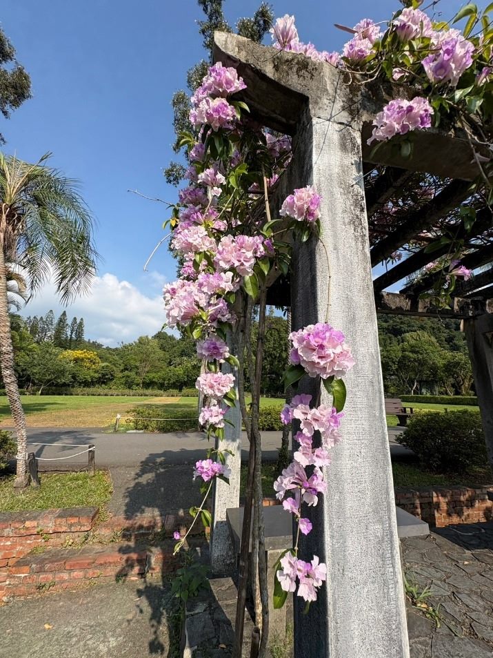 士林官邸蒜香藤盛開　紫色花瀑添秋日風情