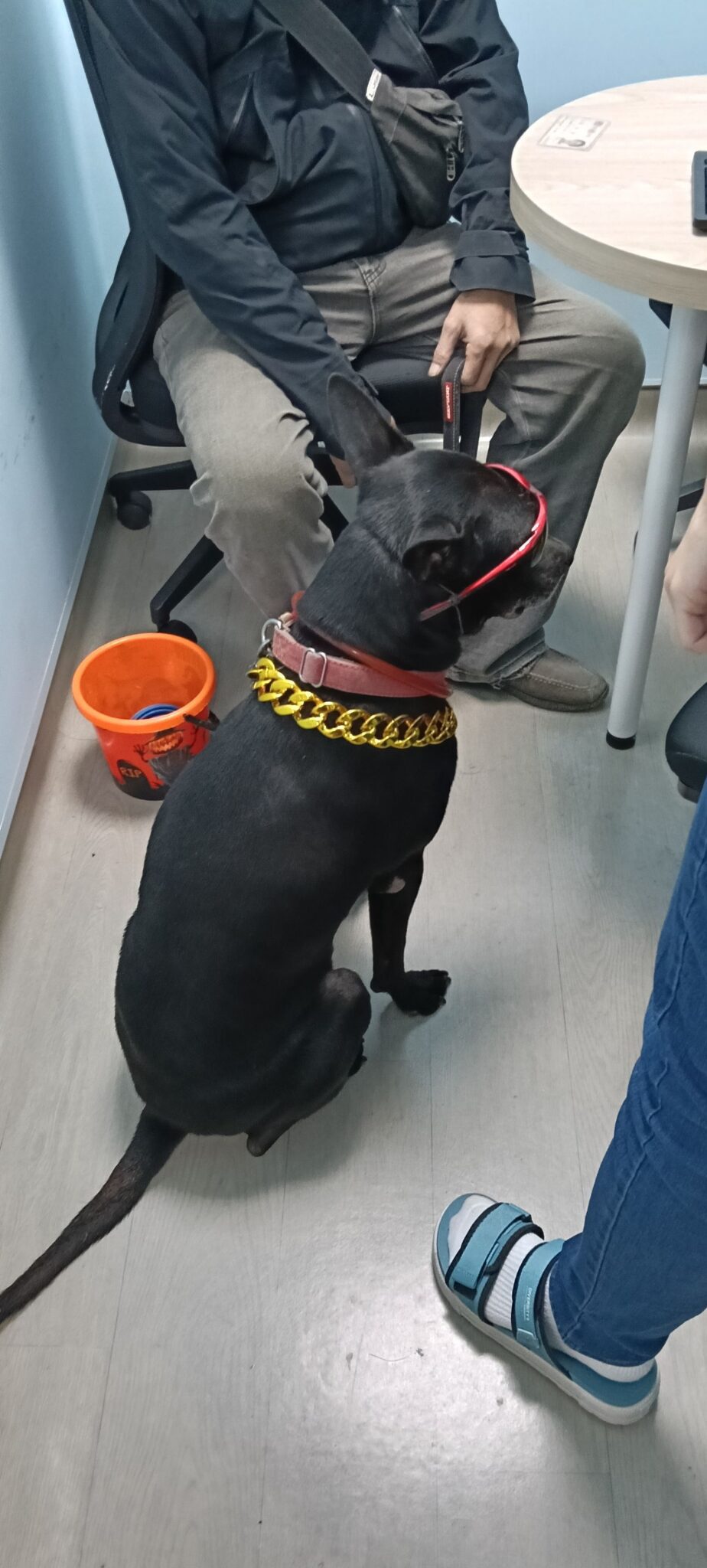 飼主靠寵物不當展演賺錢　新北動保處蒐證　開罰5萬元並沒入犬隻