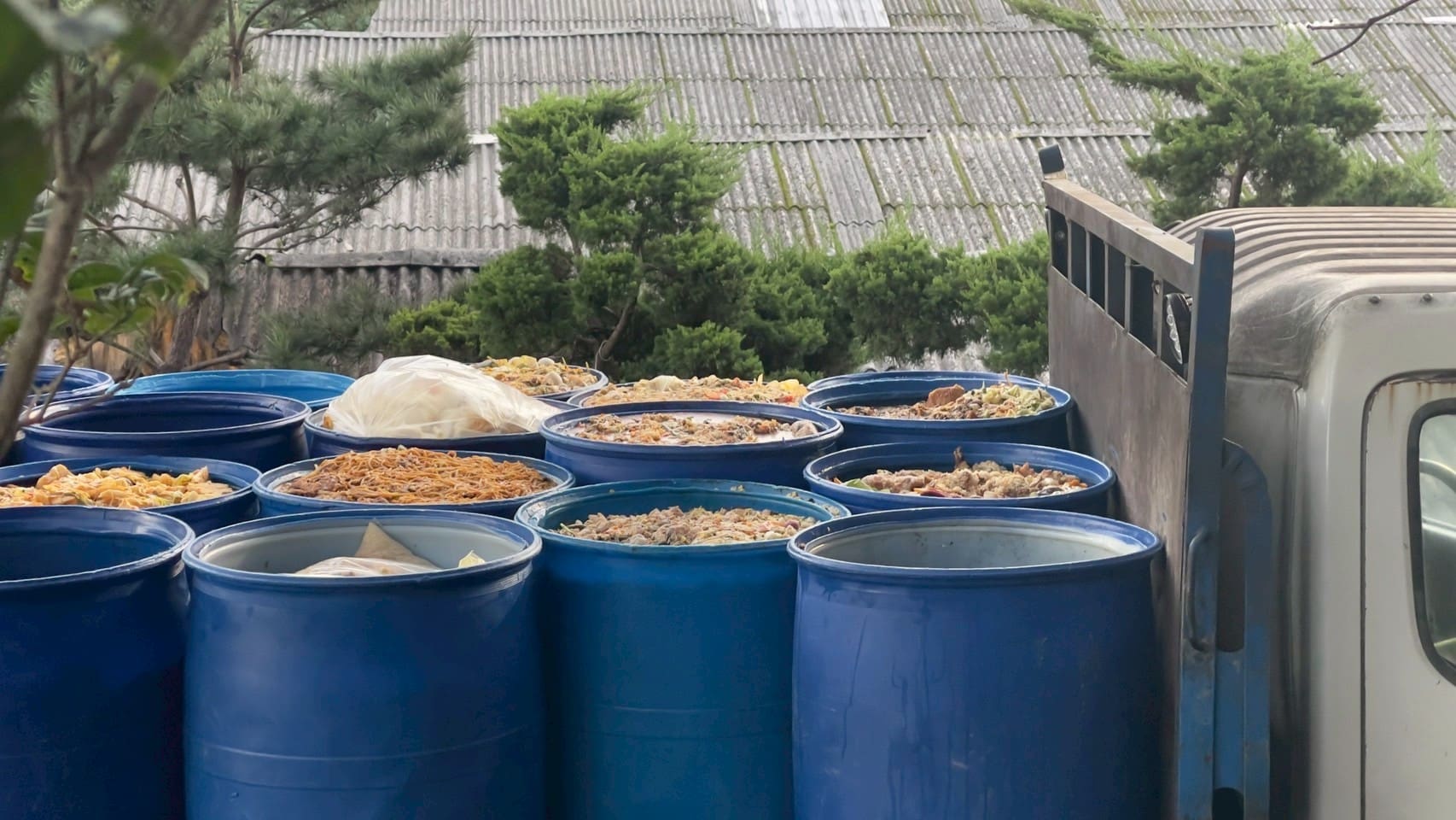 新北再查獲違規餵食廚餘養豬場 重罰206萬並禁上市及取消補助 新北再查獲違規餵食廚餘養豬場 重罰206萬並禁上市及取消補助