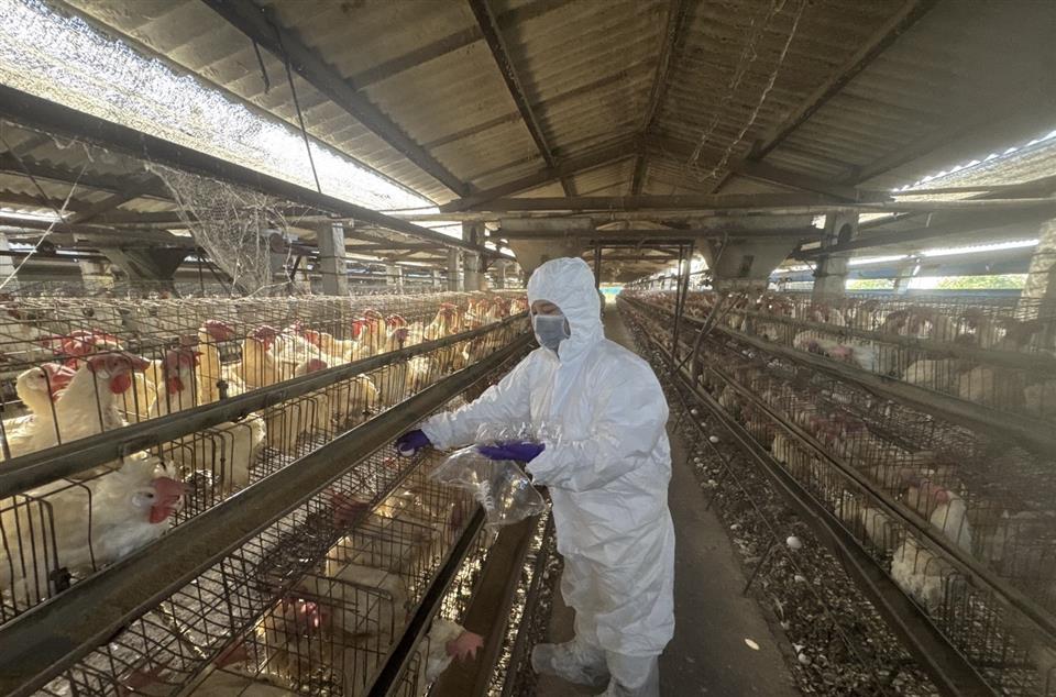 彰化縣蛋雞場芬普尼全面採樣監測啟動　第一梯次15場高風險場檢驗結果均為未檢出