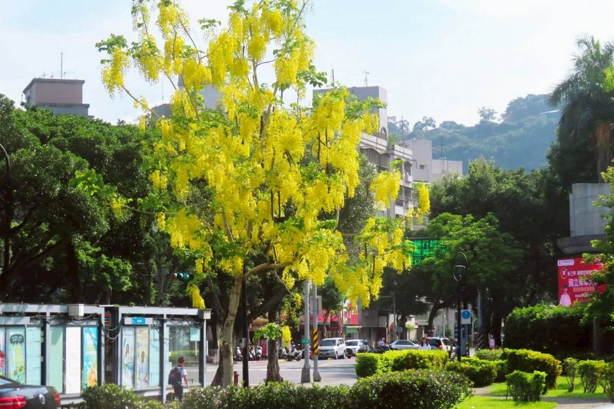 金色花雨迎盛夏　阿勃勒為畢業季獻上祝福