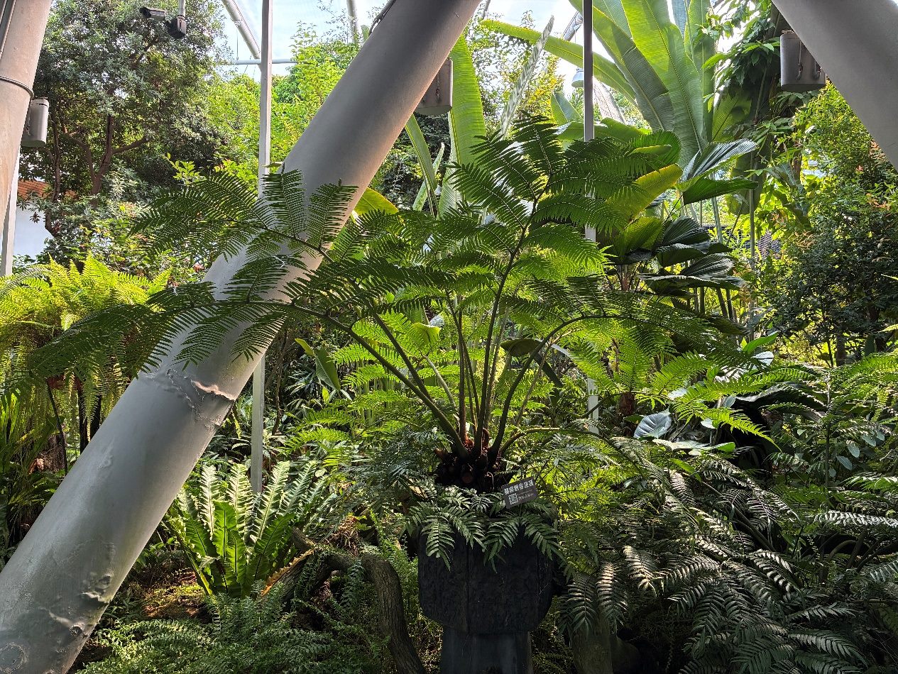 探索台灣蕨類王國歷史　典藏植物園「蕨」對好看