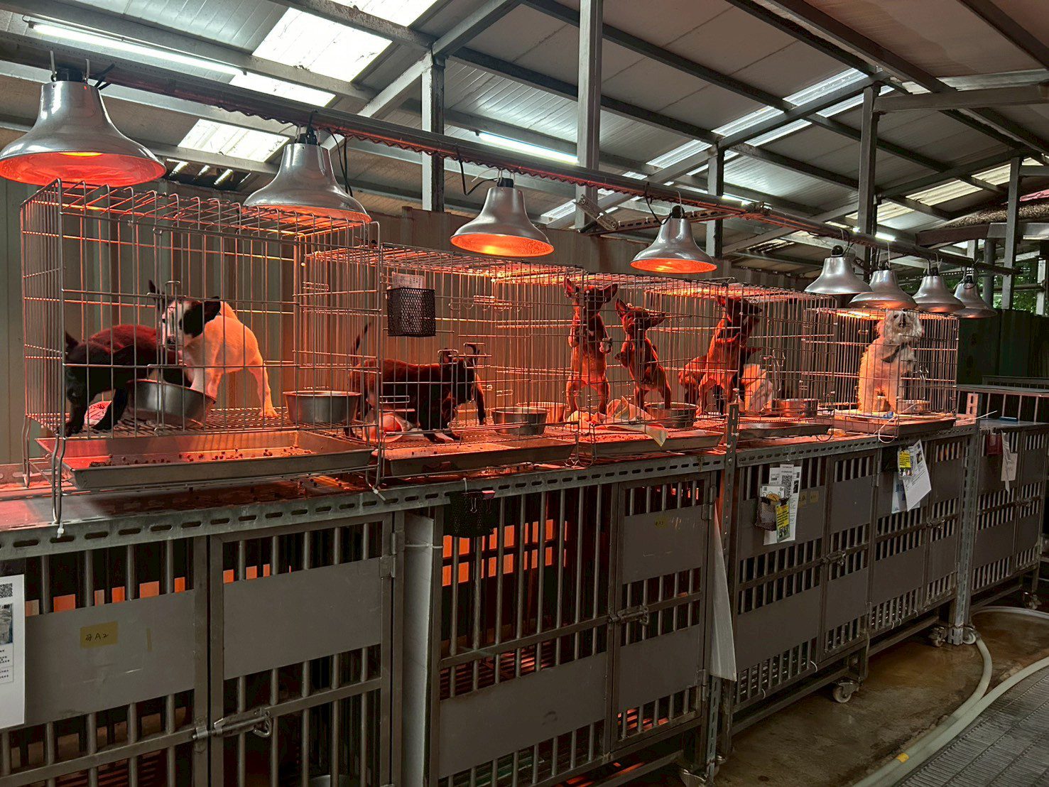 入冬氣溫下降 新北動保處啟動防寒計畫 暖心照護收容毛寶貝