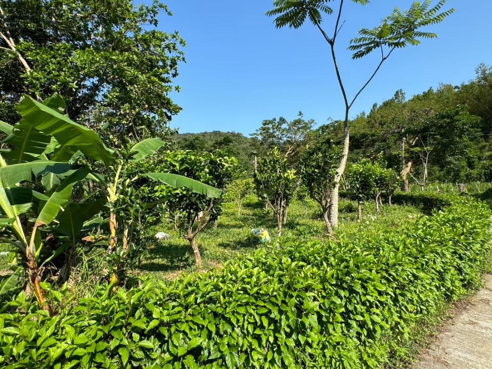 高士佛母樹園自然生態與高士部落家庭農園文化之旅