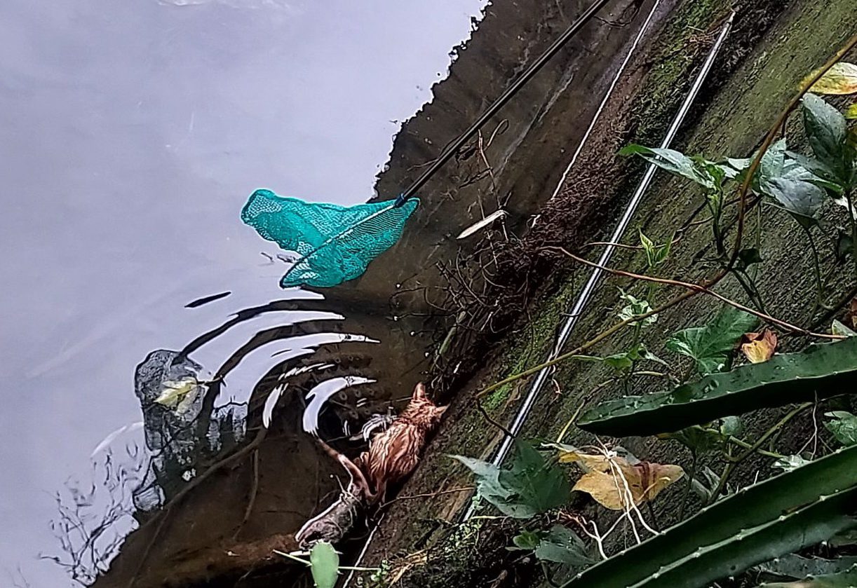 小橘貓受困排水溝失溫險死 新北動保處救援治療 幸運找到認養家庭