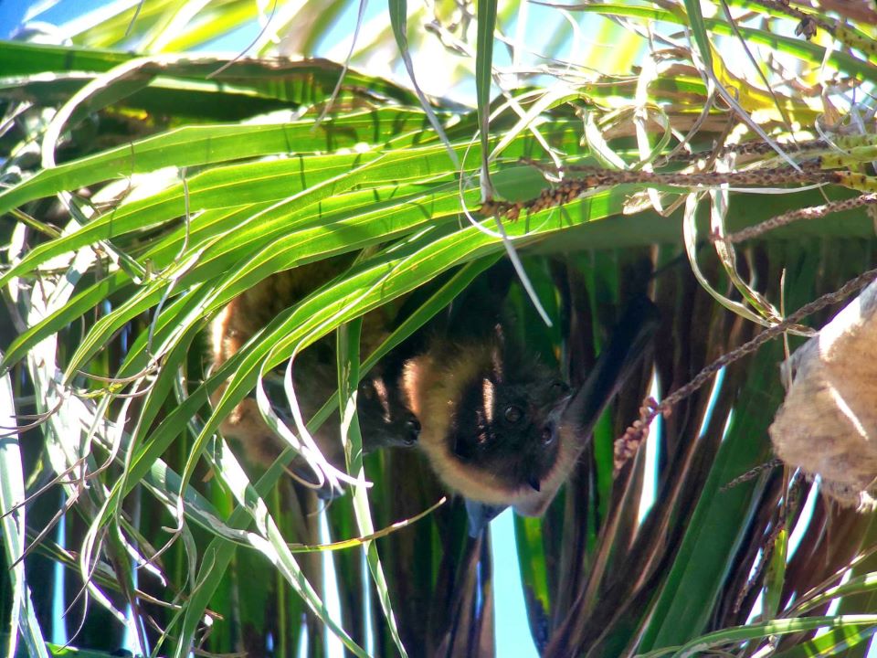 城市星空下的守護者  揭開臺灣狐蝠秘密生活