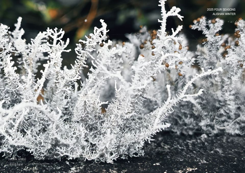 冬季限定「2025阿里山森旅季」蕨類微觀小旅行登場