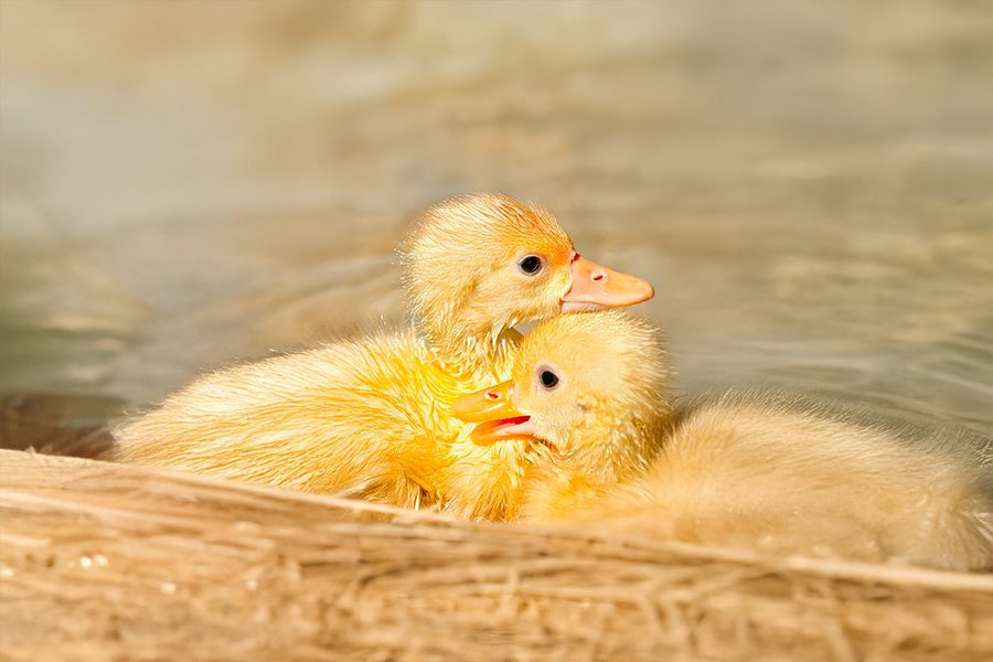 生活輕鬆小品 《毛茸茸的小搖船》