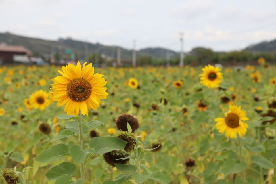 冬季綠肥種植「省肥、減碳」雙效達陣