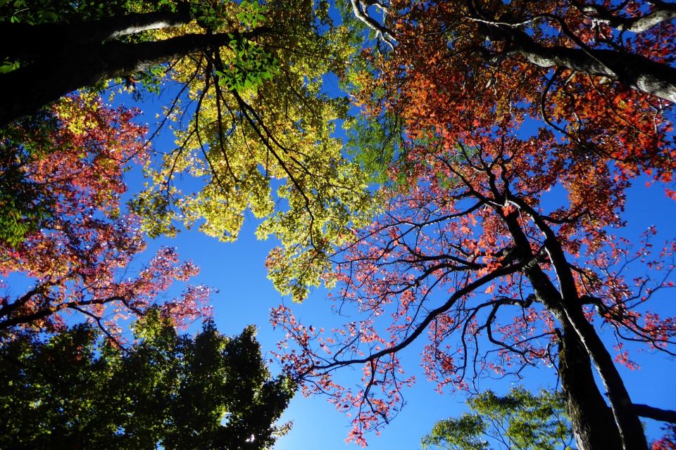 奧萬大部落楓采・草地野餐音樂會  走進原民音樂生態旅遊藝術共融