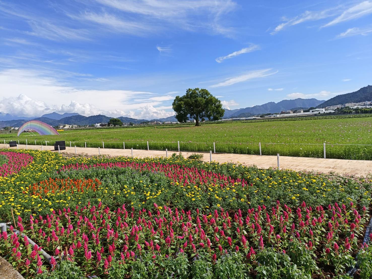 山城美麗花季到來  2025新社花海暨臺中國際花毯節