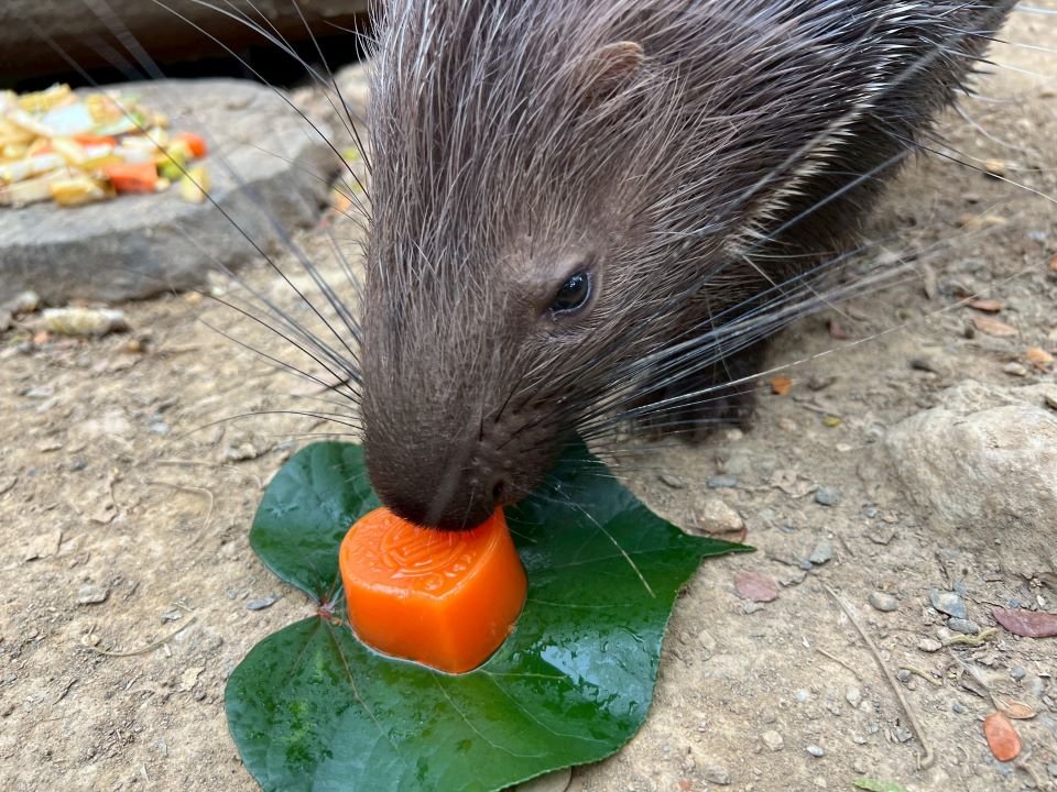 壽山動物園「柚」見中秋  動物秒變吃貨直播主