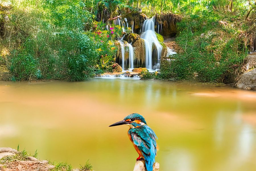 生活輕鬆小品  鳥兒的早晨  自在如畫的生活