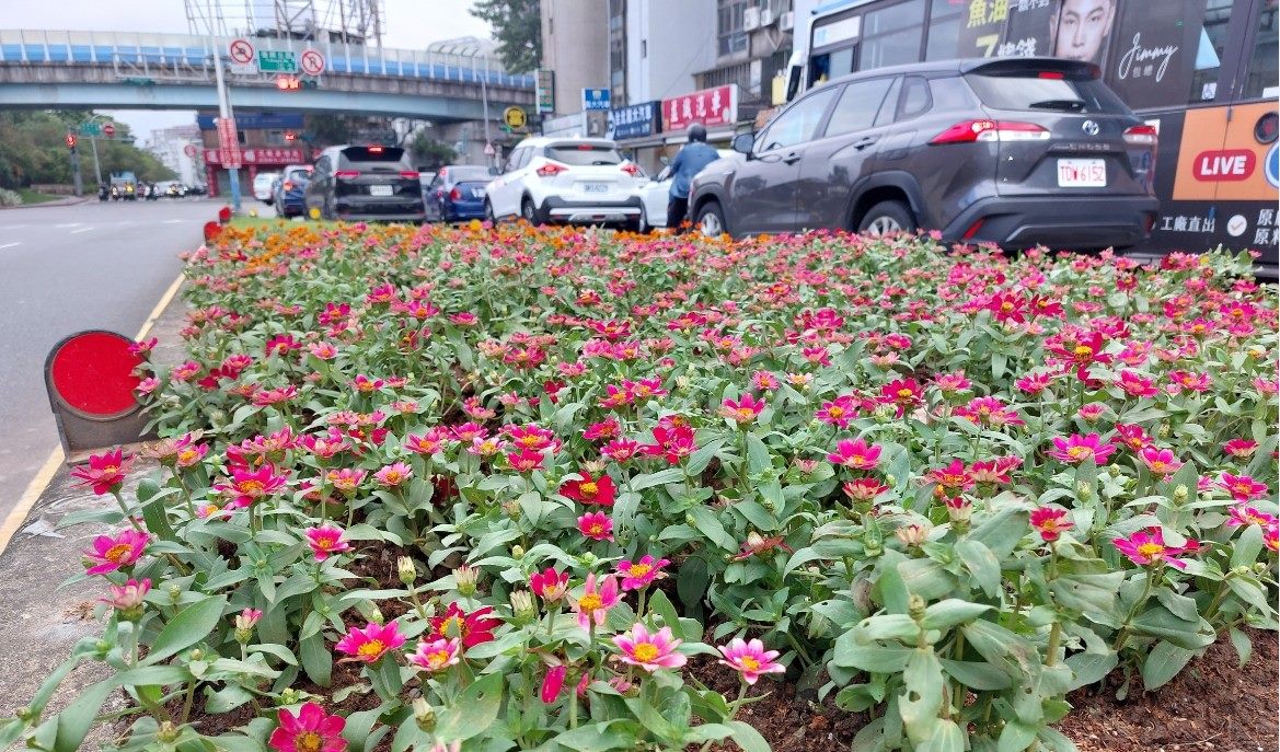 開車行路好心情 百日草點亮台北分隔島 開車行路好心情 百日草點亮台北分隔島