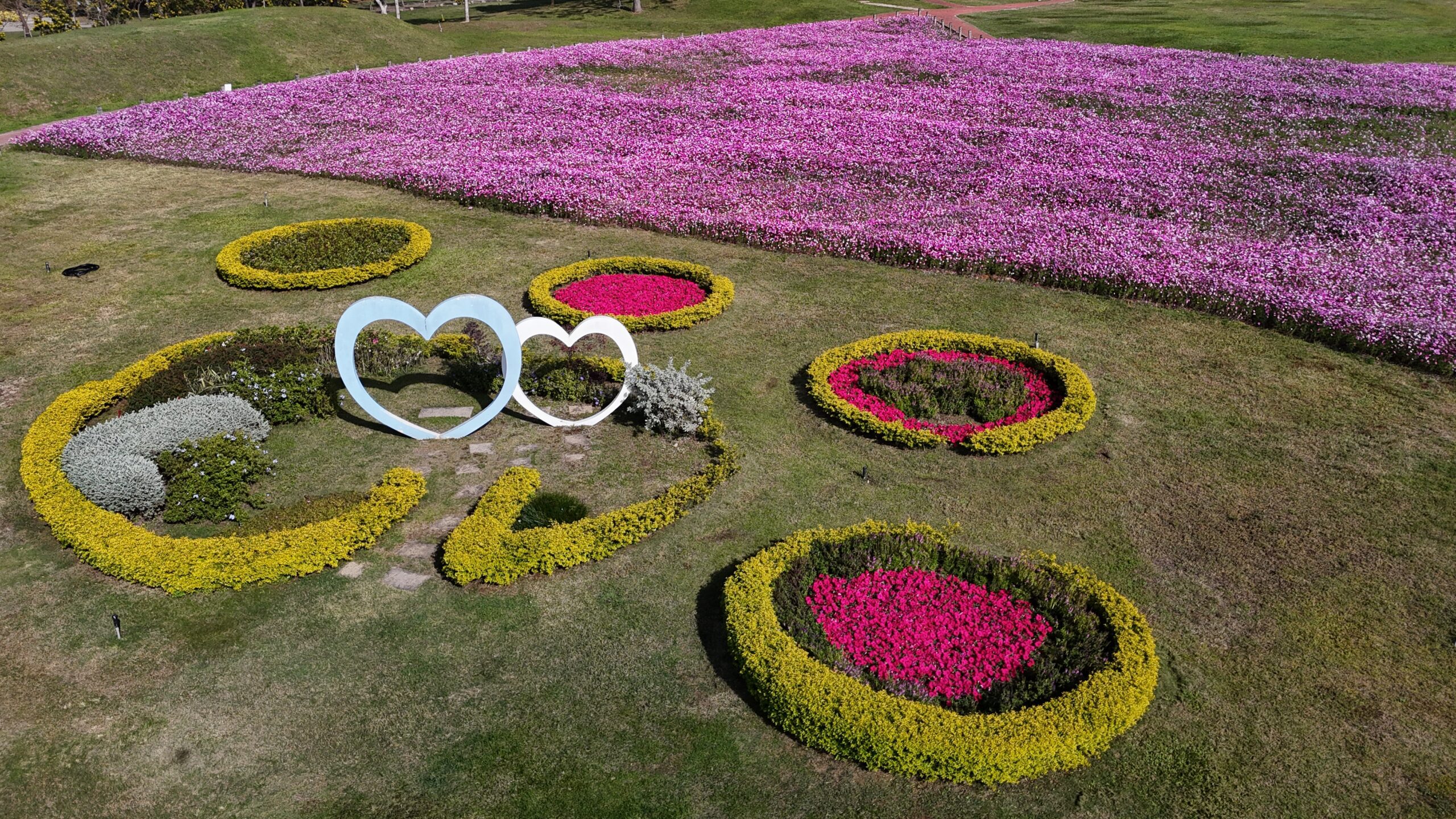 浪漫花海盛開后里環保公園 　中市建設局邀請大家賞花迎新年